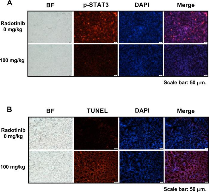 https://cdn.ncbi.nlm.nih.gov/pmc/blobs/2a98/9064077/a591d71c3ed5/pone.0265958.g006.jpg