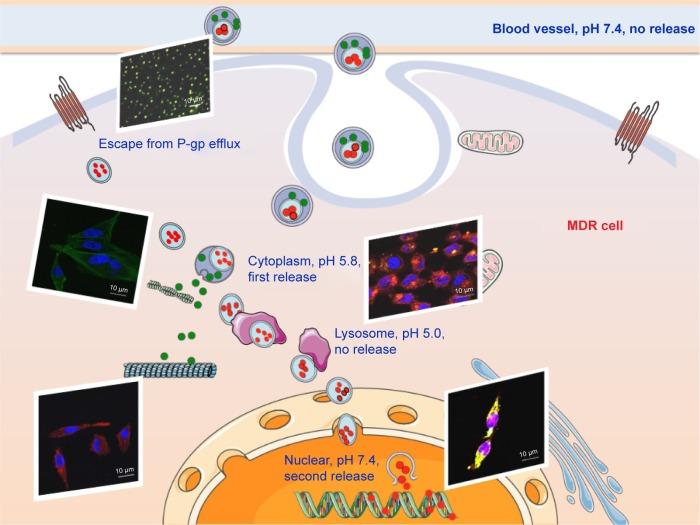 https://cdn.ncbi.nlm.nih.gov/pmc/blobs/2a99/5360411/05db98967bc1/ijn-12-2081Fig9.jpg