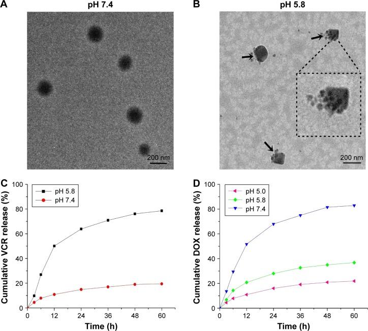 https://cdn.ncbi.nlm.nih.gov/pmc/blobs/2a99/5360411/30280c032ccb/ijn-12-2081Fig3.jpg