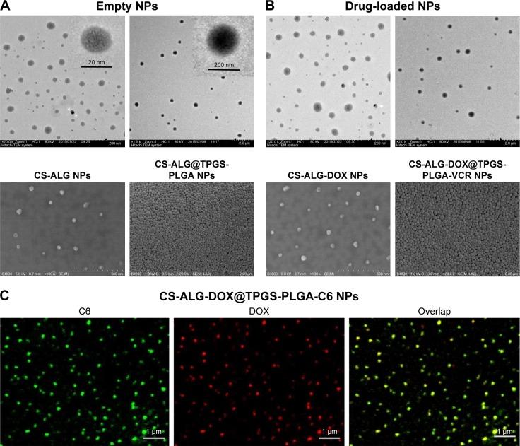 https://cdn.ncbi.nlm.nih.gov/pmc/blobs/2a99/5360411/4d51a381b8b0/ijn-12-2081Fig2.jpg