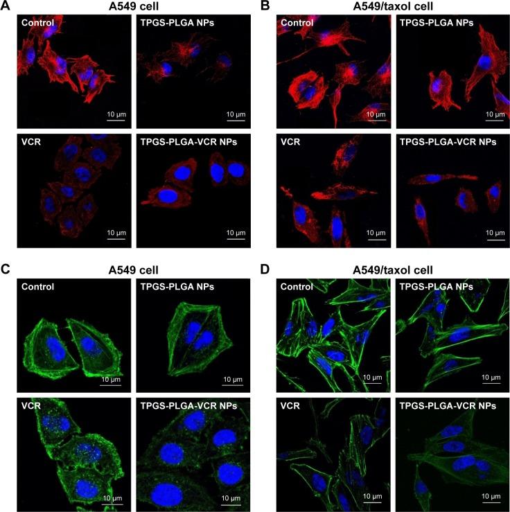 https://cdn.ncbi.nlm.nih.gov/pmc/blobs/2a99/5360411/95ec1b38ef09/ijn-12-2081Fig4a.jpg