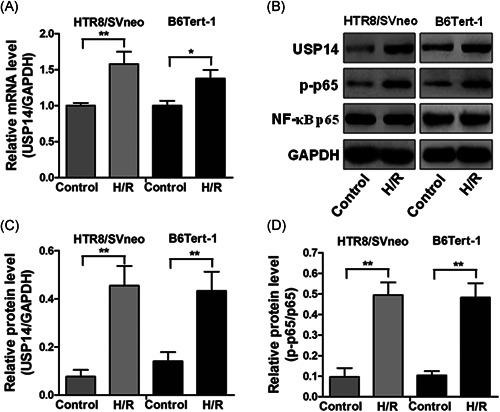 https://cdn.ncbi.nlm.nih.gov/pmc/blobs/2a99/8342211/14e0301c0691/IID3-9-1016-g005.jpg