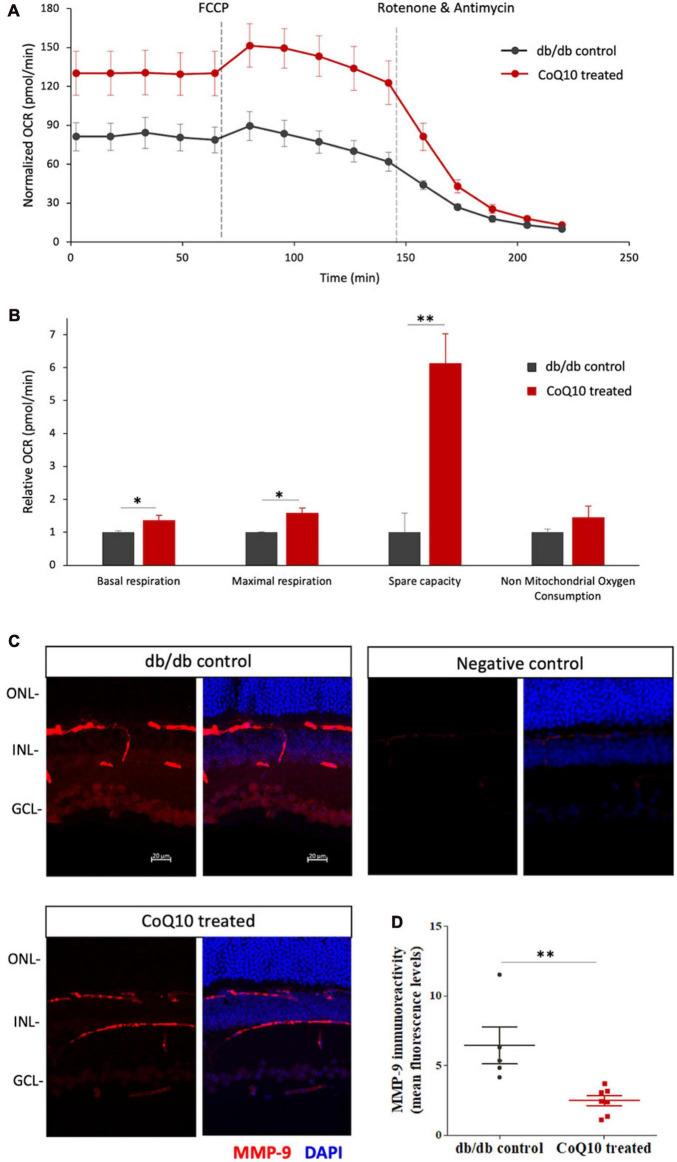 https://cdn.ncbi.nlm.nih.gov/pmc/blobs/2a9a/11165046/17ad2e08e45b/fncel-18-1404987-g006.jpg