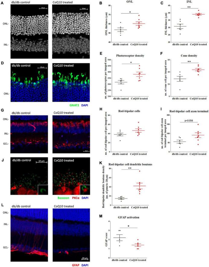 https://cdn.ncbi.nlm.nih.gov/pmc/blobs/2a9a/11165046/f4f2a8d5f7e8/fncel-18-1404987-g004.jpg