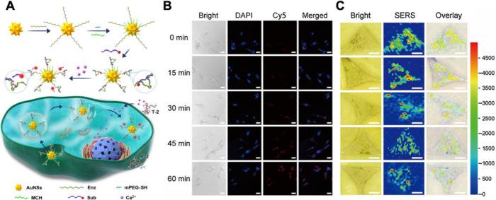 https://cdn.ncbi.nlm.nih.gov/pmc/blobs/2a9e/12381729/bf2a4a48ae72/im4c00090_0014.jpg
