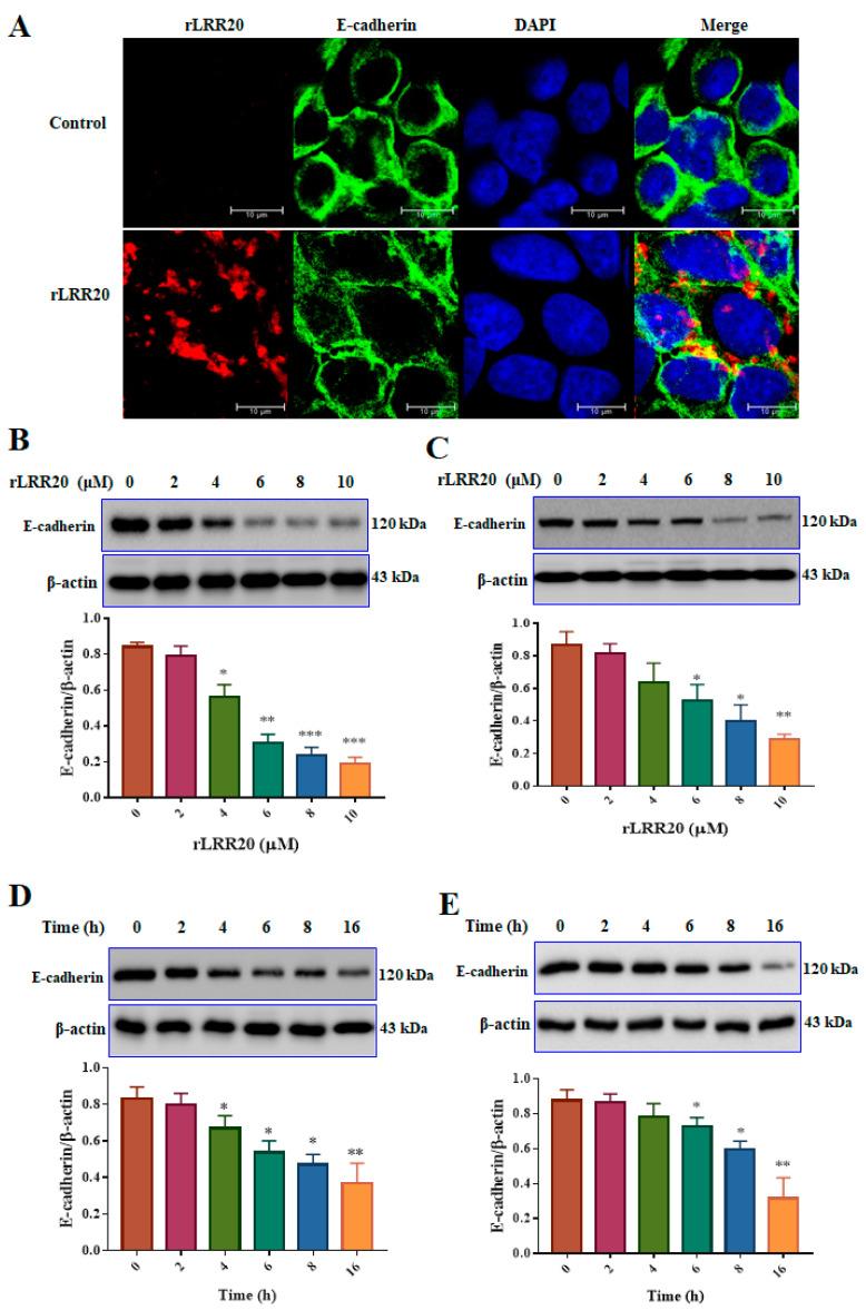 https://cdn.ncbi.nlm.nih.gov/pmc/blobs/2aa0/8658460/09e9123c31b5/ijms-22-13132-g002.jpg