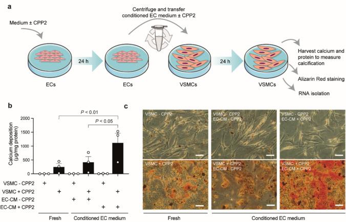 https://cdn.ncbi.nlm.nih.gov/pmc/blobs/2aa2/12033162/dd53a3676fdd/18_2025_5702_Fig4_HTML.jpg