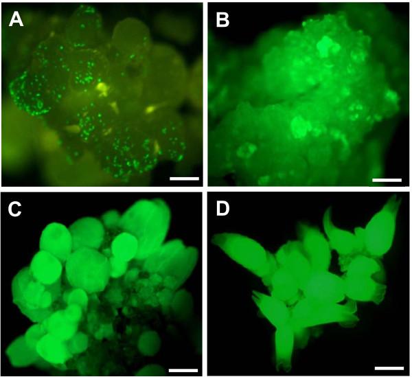 https://cdn.ncbi.nlm.nih.gov/pmc/blobs/2aa2/3111370/89912786f06a/1471-2229-11-92-1.jpg
