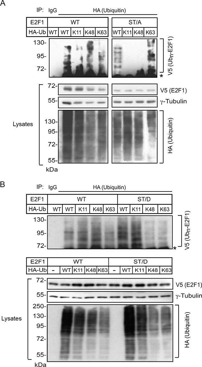 https://cdn.ncbi.nlm.nih.gov/pmc/blobs/2aaa/5354885/f01fb0c06ab9/oncotarget-08-4977-g007.jpg