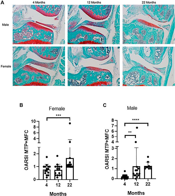 https://cdn.ncbi.nlm.nih.gov/pmc/blobs/2aaa/8864221/34fb833964ff/fcell-10-682045-g002.jpg