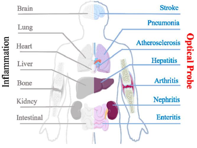 https://cdn.ncbi.nlm.nih.gov/pmc/blobs/2ab5/11503926/462f83bd5365/im3c00039_0001.jpg