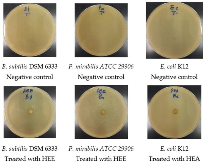 https://cdn.ncbi.nlm.nih.gov/pmc/blobs/2abb/9268098/62edc9ce8be1/molecules-27-04322-g006.jpg