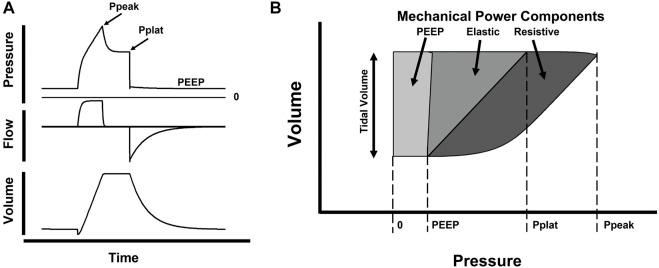 https://cdn.ncbi.nlm.nih.gov/pmc/blobs/2abb/9326096/b052436eb9b5/fphys-13-817263-g003.jpg