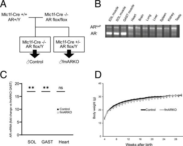 https://cdn.ncbi.nlm.nih.gov/pmc/blobs/2abc/9942915/406666bdde2f/pnas.2218032120fig01.jpg