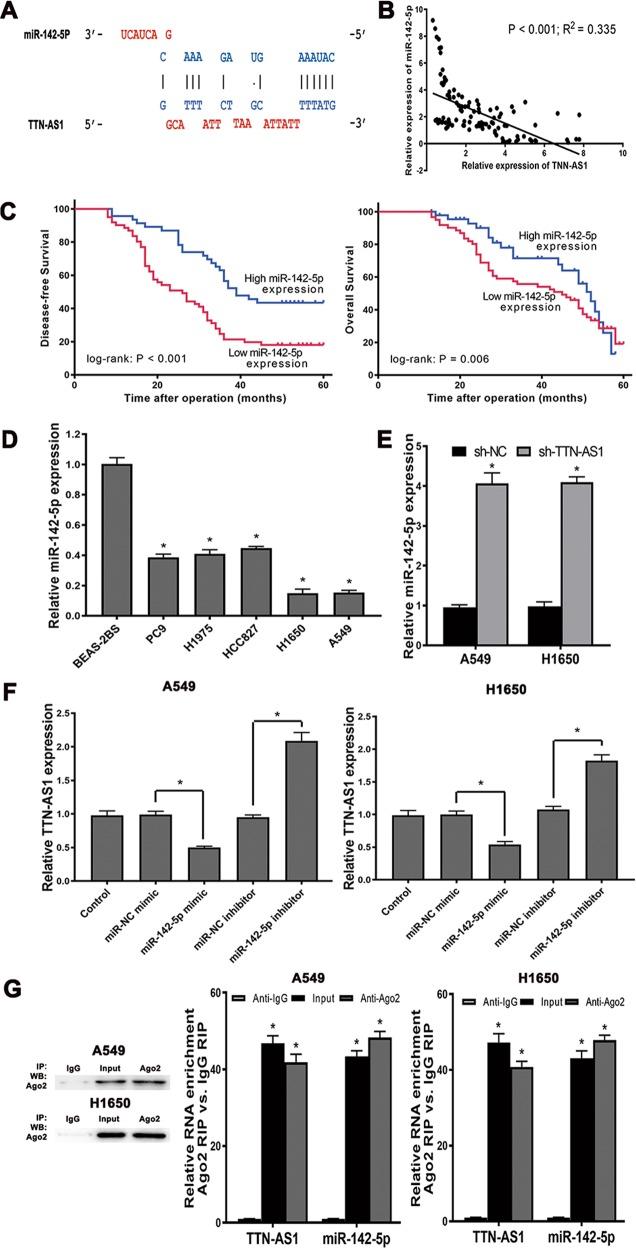 https://cdn.ncbi.nlm.nih.gov/pmc/blobs/2ac8/6667499/609b07cd17b0/41419_2019_1811_Fig3_HTML.jpg