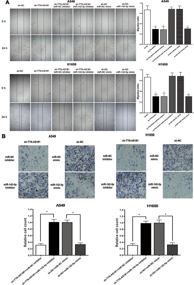 https://cdn.ncbi.nlm.nih.gov/pmc/blobs/2ac8/6667499/876494a6cdf0/41419_2019_1811_Fig5_HTML.jpg