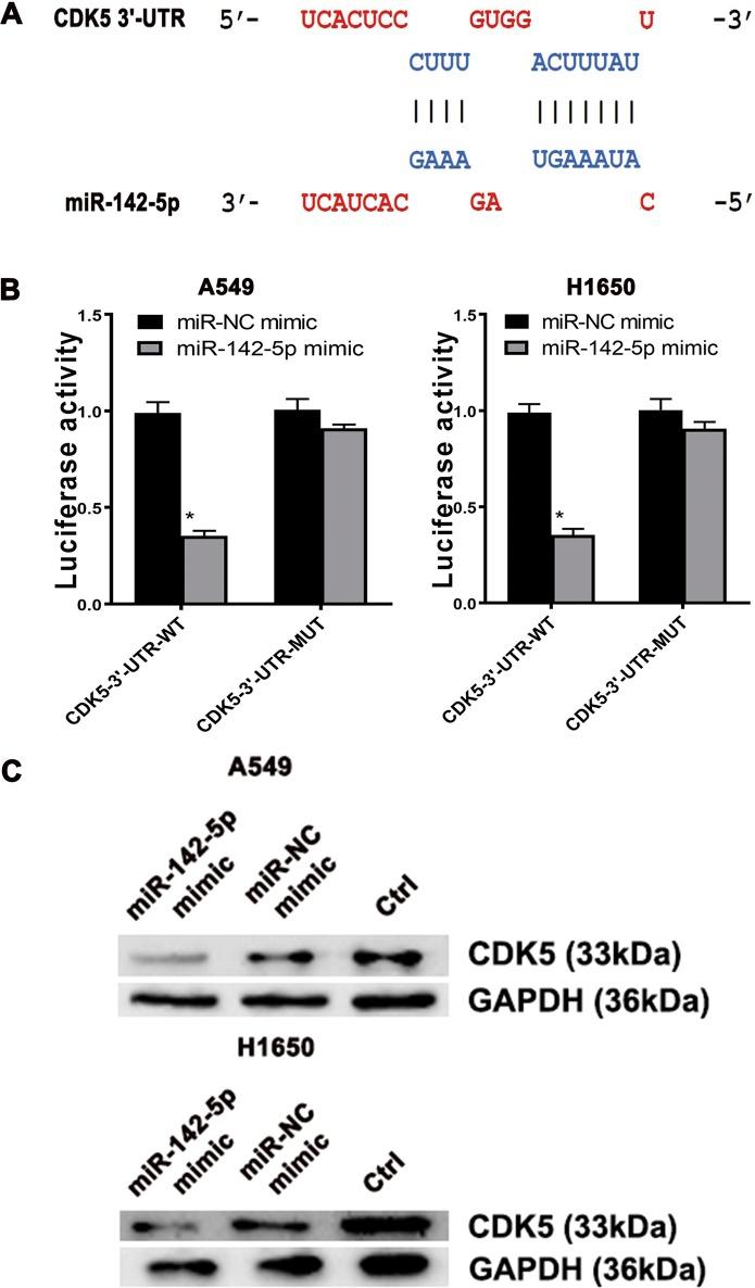 https://cdn.ncbi.nlm.nih.gov/pmc/blobs/2ac8/6667499/d22234958ecf/41419_2019_1811_Fig4_HTML.jpg