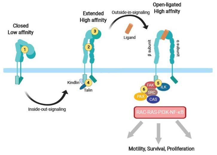 https://cdn.ncbi.nlm.nih.gov/pmc/blobs/2acc/6678560/d2a1e9994017/cancers-11-00978-g003.jpg