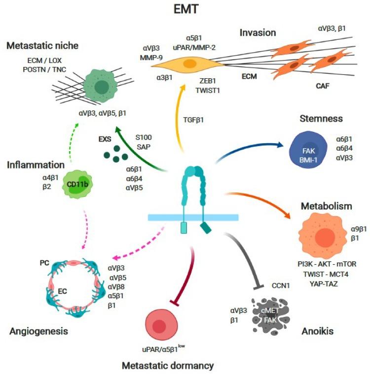 https://cdn.ncbi.nlm.nih.gov/pmc/blobs/2acc/6678560/f20be6dadea1/cancers-11-00978-g001.jpg