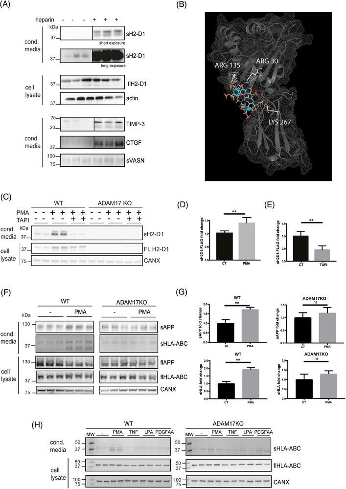 https://cdn.ncbi.nlm.nih.gov/pmc/blobs/2ad0/11648071/7cc98e9d0919/PMIC-24-e202400076-g005.jpg