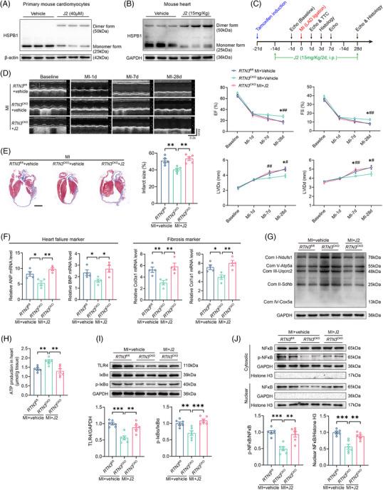 https://cdn.ncbi.nlm.nih.gov/pmc/blobs/2ad2/10901281/803d47c6b8bb/MCO2-5-e503-g007.jpg