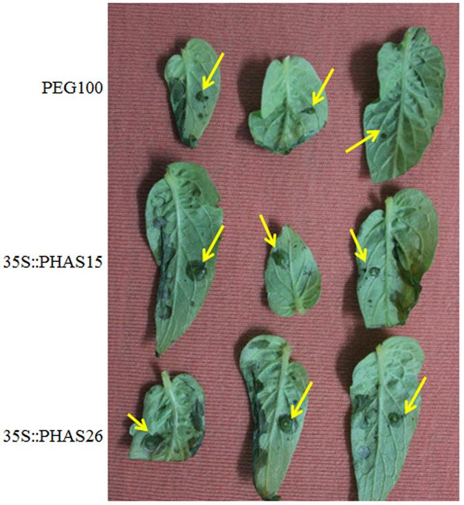 https://cdn.ncbi.nlm.nih.gov/pmc/blobs/2ad5/5465084/cf81ae734791/41598_2017_2233_Fig6_HTML.jpg
