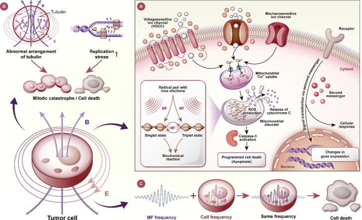 https://cdn.ncbi.nlm.nih.gov/pmc/blobs/2ad6/11954840/74e62c1905e7/ga1.jpg
