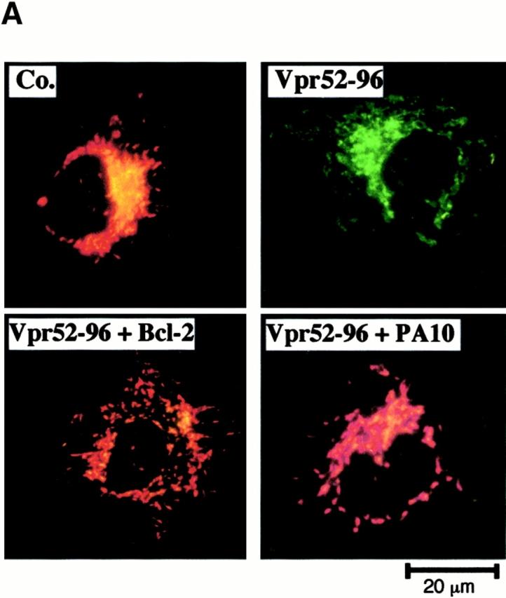 https://cdn.ncbi.nlm.nih.gov/pmc/blobs/2adb/2195906/725886624adc/JEM001532.f6a.jpg