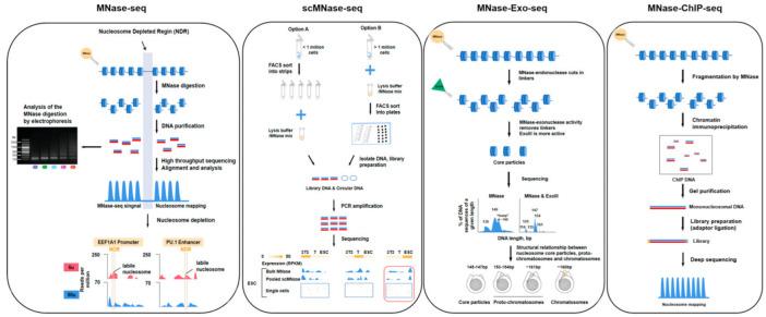 https://cdn.ncbi.nlm.nih.gov/pmc/blobs/2adc/9323251/2caca3eb2513/genes-13-01114-g002.jpg