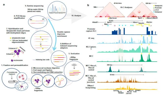 https://cdn.ncbi.nlm.nih.gov/pmc/blobs/2adc/9323251/4fc3631cefdb/genes-13-01114-g004.jpg