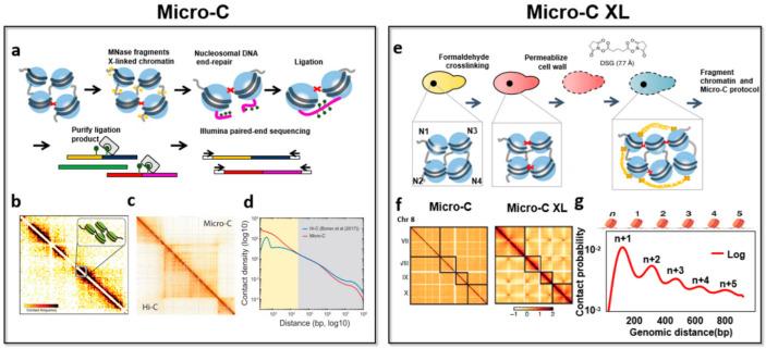 https://cdn.ncbi.nlm.nih.gov/pmc/blobs/2adc/9323251/ea15528866e9/genes-13-01114-g003.jpg