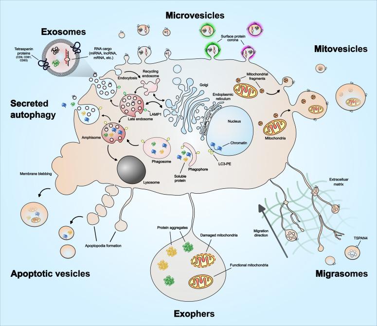 https://cdn.ncbi.nlm.nih.gov/pmc/blobs/2ade/10312242/edf06d45ce8b/fonc-13-1167717-g001.jpg