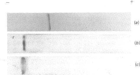 https://cdn.ncbi.nlm.nih.gov/pmc/blobs/2ade/1146764/cdd2af0540a2/biochemj00280-0216-a.jpg