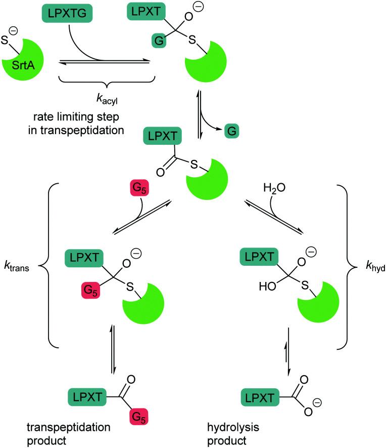 https://cdn.ncbi.nlm.nih.gov/pmc/blobs/2ae0/9126251/ee688a0f837e/d0cs01148g-s3.jpg