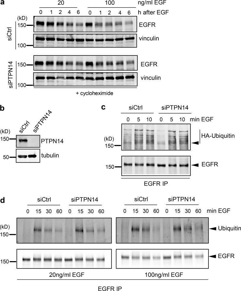 https://cdn.ncbi.nlm.nih.gov/pmc/blobs/2ae1/7797899/2d95558c5b56/JCB_201902073_FigS3.jpg