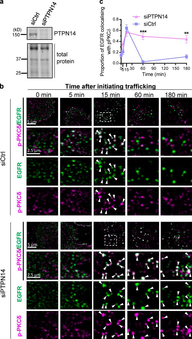 https://cdn.ncbi.nlm.nih.gov/pmc/blobs/2ae1/7797899/3058563e67ed/JCB_201902073_Fig7.jpg
