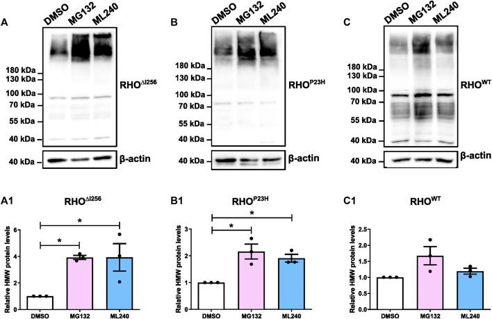 https://cdn.ncbi.nlm.nih.gov/pmc/blobs/2ae4/11140085/bd6a46ef002d/fmolb-11-1369000-g007.jpg