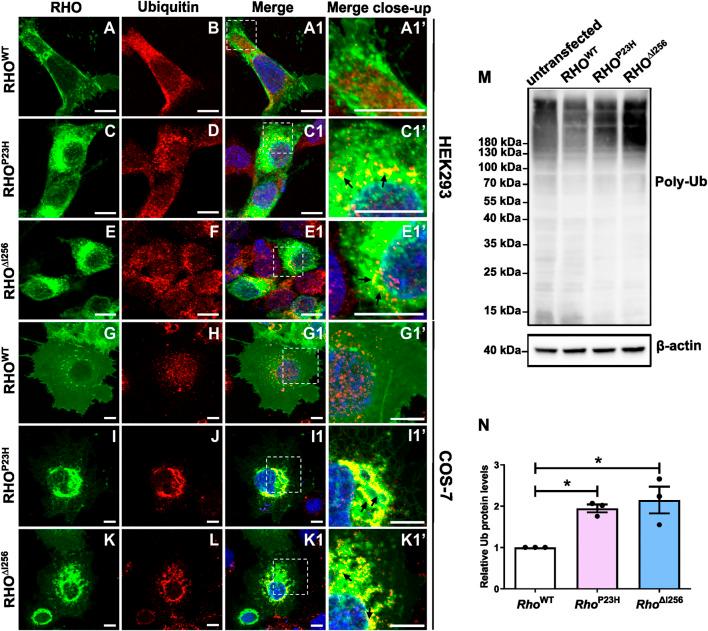 https://cdn.ncbi.nlm.nih.gov/pmc/blobs/2ae4/11140085/fbb79d5de897/fmolb-11-1369000-g005.jpg