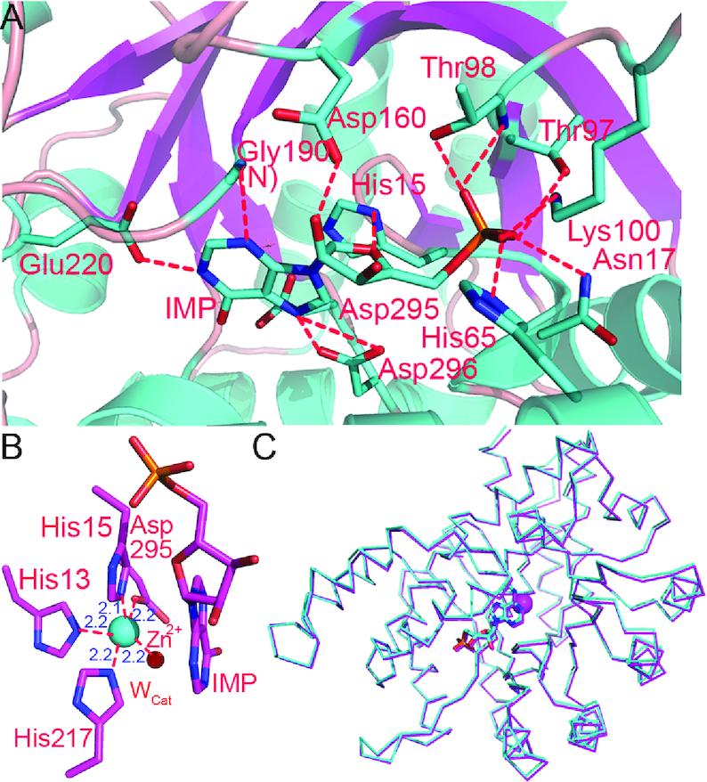 https://cdn.ncbi.nlm.nih.gov/pmc/blobs/2ae7/6451127/b96cf04ff2e2/gkz070fig3.jpg
