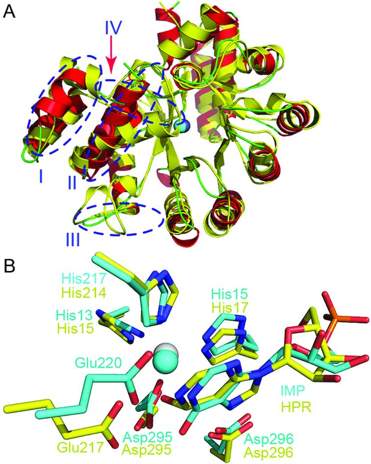 https://cdn.ncbi.nlm.nih.gov/pmc/blobs/2ae7/6451127/ebaeeb331527/gkz070fig4.jpg