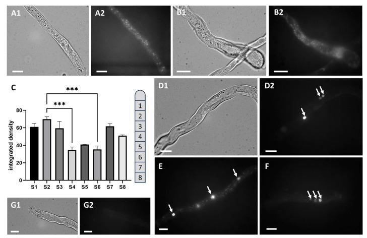https://cdn.ncbi.nlm.nih.gov/pmc/blobs/2af2/11119994/cb7d7d1f77ab/cells-13-00840-g003.jpg