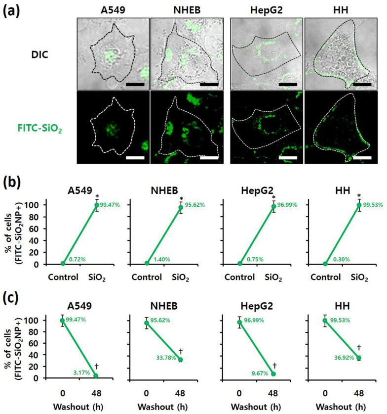 https://cdn.ncbi.nlm.nih.gov/pmc/blobs/2af8/8955245/3e958d0b50c8/nanomaterials-12-00993-g005.jpg