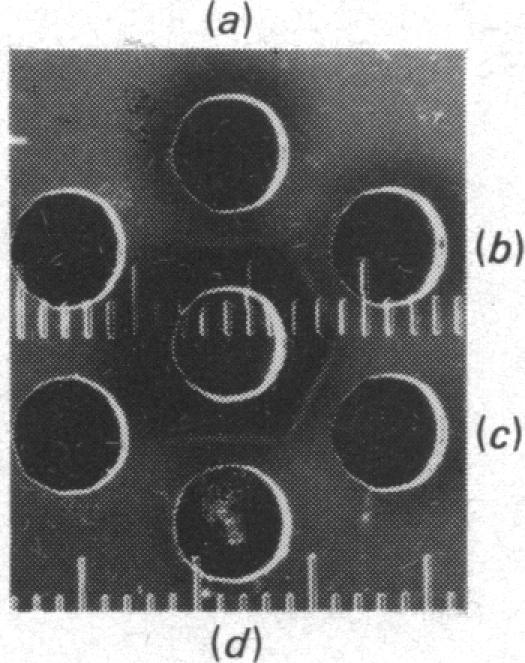 https://cdn.ncbi.nlm.nih.gov/pmc/blobs/2af9/1154364/5997297f6bb4/biochemj00353-0070-a.jpg
