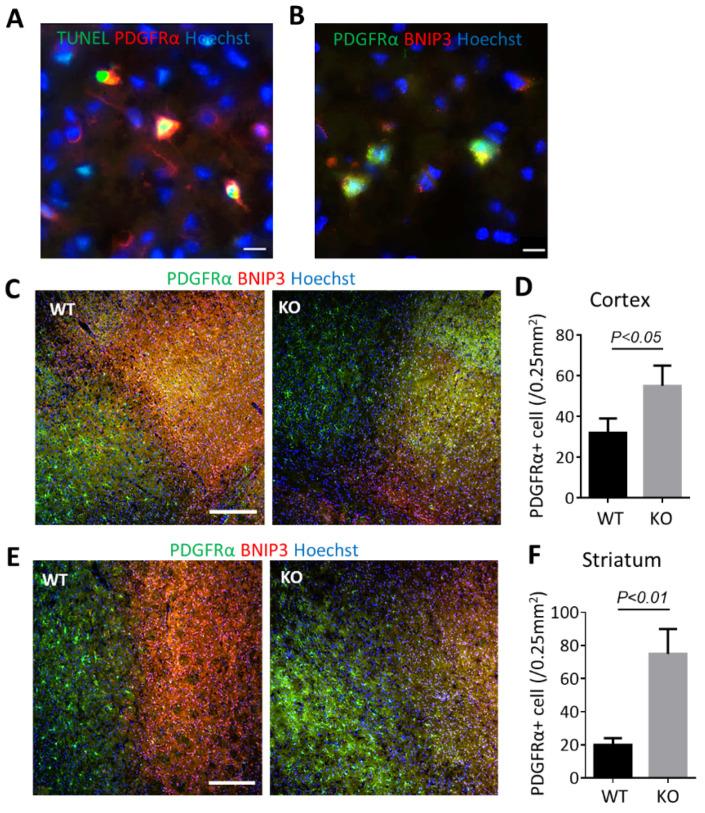 https://cdn.ncbi.nlm.nih.gov/pmc/blobs/2af9/9776065/c4109b4913fa/biomolecules-12-01872-g003.jpg