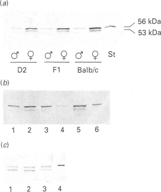 https://cdn.ncbi.nlm.nih.gov/pmc/blobs/2afc/1132891/b279278da1a2/biochemj00130-0294-b.jpg