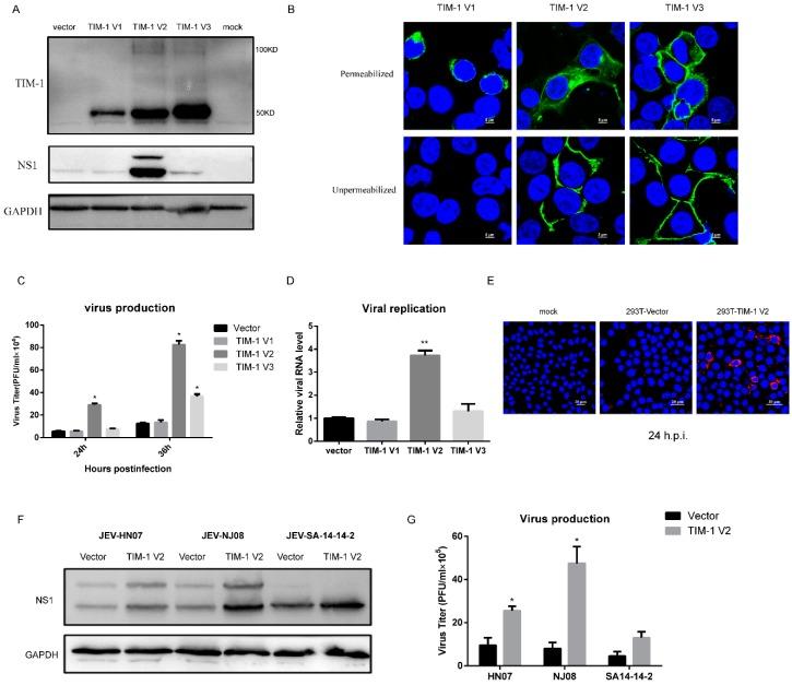 https://cdn.ncbi.nlm.nih.gov/pmc/blobs/2afe/6265761/ce219eafd1d3/viruses-10-00630-g003.jpg