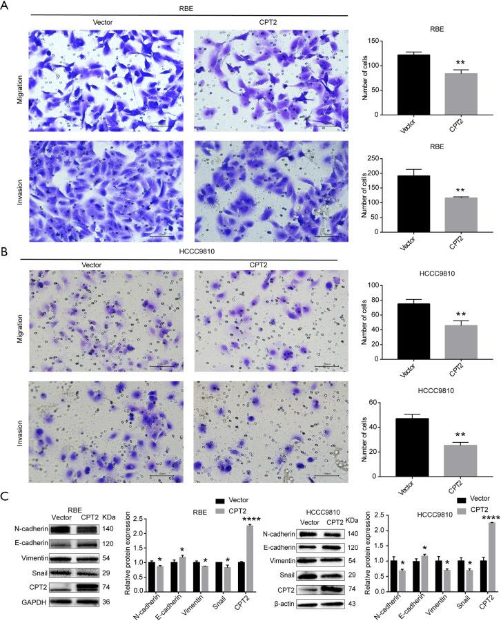 https://cdn.ncbi.nlm.nih.gov/pmc/blobs/2aff/12078819/3ab641ea966b/jgo-16-02-679-f6.jpg