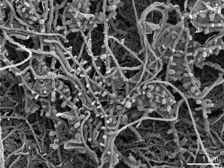https://cdn.ncbi.nlm.nih.gov/pmc/blobs/2b00/3035233/555c19eeb6ab/sigs.20263-f2.jpg