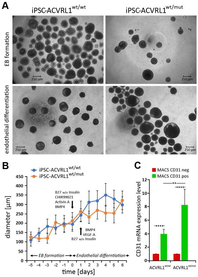 https://cdn.ncbi.nlm.nih.gov/pmc/blobs/2b04/10297623/3fe08317a2e8/cells-12-01600-g004.jpg