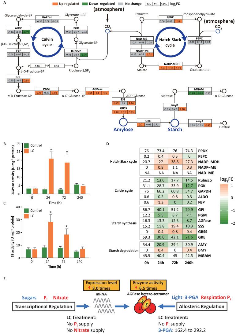 https://cdn.ncbi.nlm.nih.gov/pmc/blobs/2b04/11847889/77996fd22558/fpls-16-1531849-g003.jpg